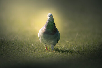 The rock dove, rock pigeon, or common pigeon is a member of the bird family Columbidae.