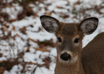 Winter Fluff covered young Whitetail deer 