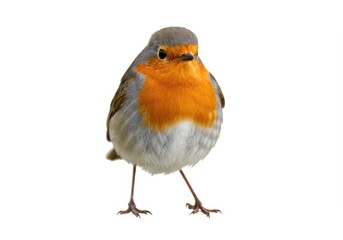 A European robin bird with a bright orange chest, soft gray feathers, and tiny perched feet isolated on white background