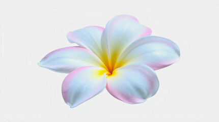 Fototapeta premium frangipani flower with pink tips