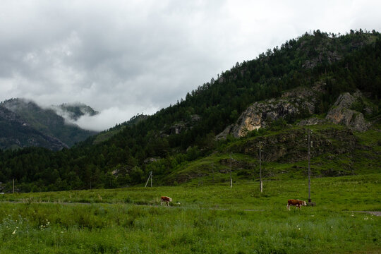 Free range flock of black horses in mountains of Altay, Russian wild nature, horses grazing on green field, farm life outdoors