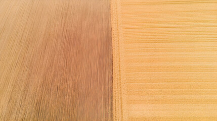 Aerial view of harvested and unharvested wheat fields.  Use agricultural, farming, environmental, texture background