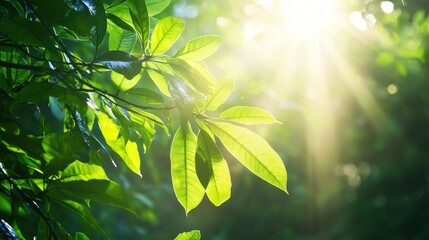 Obraz premium Sunbeams Filtering Through Lush Green Leaves: A Tranquil Forest Scene