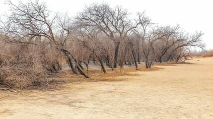 Barren winter trees along sandy riverbank, hazy sky background; nature, landscape, environment photography