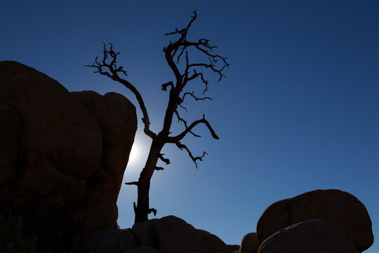 silhouette of tree