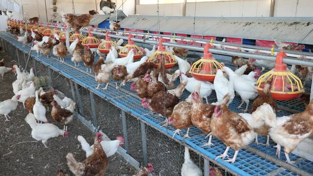 Portrait of white and brown chickens who are fed in traditional poultry farm