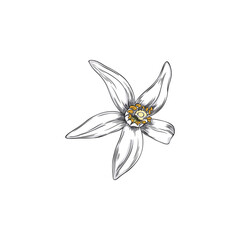 Vector illustration of hand drawn neroli flower on isolated background.
