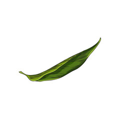 Vector illustration of green leaf of tropical neroli plant.
