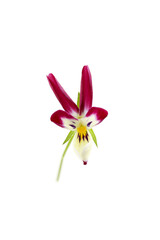 Naklejka premium purple bunny ears viola in bloom, isolated on a white background