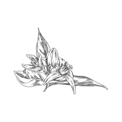 Vector illustration of neroli flower sketch with leaves on isolated background.