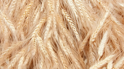 Golden wheat stalks, harvested field, rural agriculture, sunlit background, perfect for food packaging