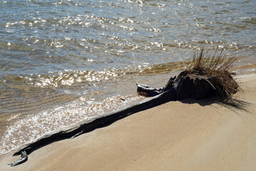 Old tree stump on edge of Arnica Bay
