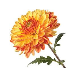 Yellow-Orange Chrysanthemum in Full Bloom, PNG file for mock-up.