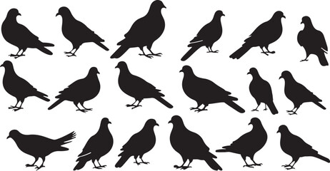 Obraz premium Pigeon silhouette