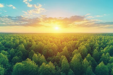 Serene Forest Canopy at Golden Sunset with Ethereal Mist