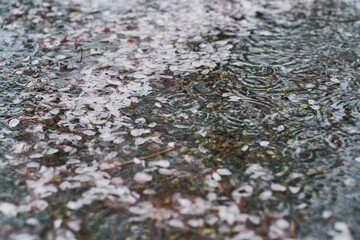 儚くも美しい桜の咲き姿_015