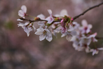 儚くも美しい桜の咲き姿_010