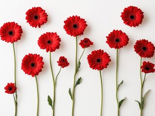 Obraz premium Red Flowers on White Surface