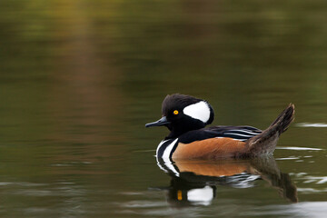 Hooded merganser (Lophodytes cucullatus)—a beautiful species of duck visiting Sarasota, Florida during the winter