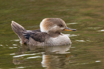 Hooded merganser (Lophodytes cucullatus)—a beautiful species of duck visiting Sarasota, Florida during the winter