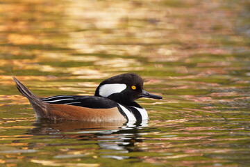 Hooded merganser (Lophodytes cucullatus)—a beautiful species of duck visiting Sarasota, Florida during the winter