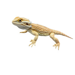 Naklejka premium bearded dragon lizard, a beautiful bearded dragon lizard on transparent