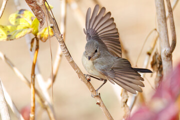 羽ばたき飛び出す、尻尾が可愛いニシオジロビタキ（ヒタキ科）
英名学名：Red-breasted flycatcher (Ficedula parva)
東京都大田区、多摩川台公園 2025年
