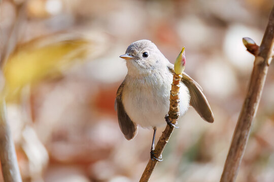 突き出した尻尾が可愛いニシオジロビタキ（ヒタキ科）
英名学名：Red-breasted flycatcher (Ficedula parva)
東京都大田区、多摩川台公園 2025年
