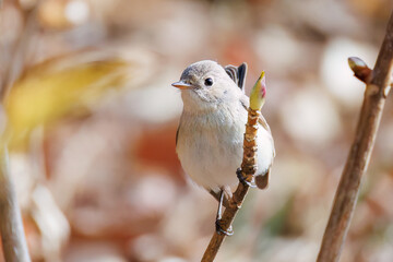 突き出した尻尾が可愛いニシオジロビタキ（ヒタキ科）
英名学名：Red-breasted flycatcher (Ficedula parva)
東京都大田区、多摩川台公園 2025年
