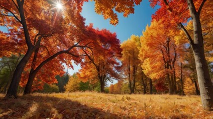 Vibrant autumn foliage with sun shining through colorful trees and a field covered with fallen leaves