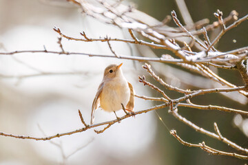 突き出した尻尾が可愛いニシオジロビタキ（ヒタキ科）
英名学名：Red-breasted flycatcher (Ficedula parva)
東京都大田区、多摩川台公園 2025年
