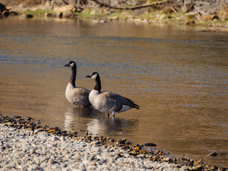 Two canada geese on the rocky shoreline of the American river 