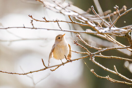 突き出した尻尾が可愛いニシオジロビタキ（ヒタキ科）
英名学名：Red-breasted flycatcher (Ficedula parva)
東京都大田区、多摩川台公園 2025年

