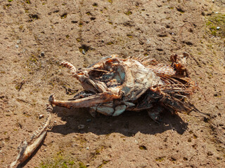 Dead salmon fish on the shore of the american river after a spawning run