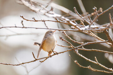 突き出した尻尾が可愛いニシオジロビタキ（ヒタキ科）
英名学名：Red-breasted flycatcher (Ficedula parva)
東京都大田区、多摩川台公園 2025年
