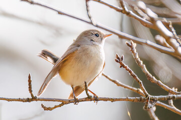 突き出した尻尾が可愛いニシオジロビタキ（ヒタキ科）
英名学名：Red-breasted flycatcher (Ficedula parva)
東京都大田区、多摩川台公園 2025年
