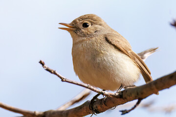 突き出した尻尾が可愛いニシオジロビタキ（ヒタキ科）
英名学名：Red-breasted flycatcher (Ficedula parva)
東京都大田区、多摩川台公園 2025年
