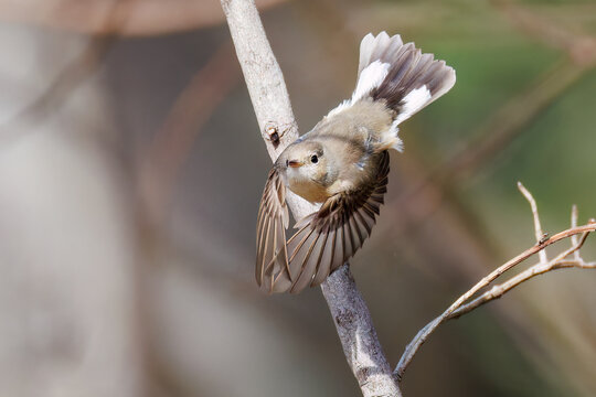 羽ばたき飛び出す、尻尾が可愛いニシオジロビタキ（ヒタキ科）
英名学名：Red-breasted flycatcher (Ficedula parva)
東京都大田区、多摩川台公園 2025年
