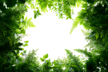 frame of green leaves, fresh green tropical bush plant, copy space for text, transparent background, cutout png