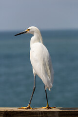 Beautiful and majestic white egret on a California pier