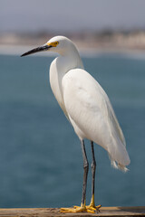 Beautiful and majestic white egret on a California pier