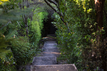 A staircase along a hiking track in dense bush in New Zealand