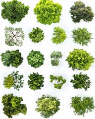 Obraz premium Aerial View Collection Diverse Green Trees Lush Foliage Canopy Nature White Background
