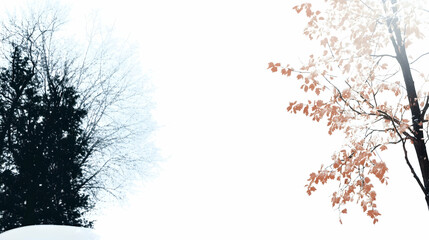 Winter to autumn transition, snowy landscape, bare and leafy branches, seasonal change