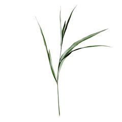 Fototapeta premium a beautiful green grass