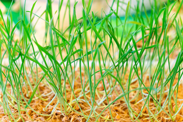 Growing microgreens in container at home. Gardener planting young seedlings of parsley in vegetable...