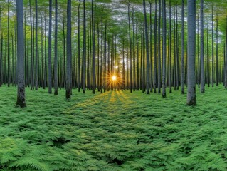 Enchanting Forest Canopy Awash in Golden Sunset Glow on a Summer Afternoon