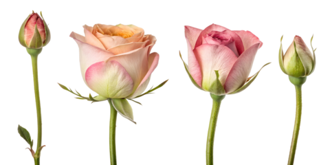 blooming stages of rose flower isolated on white background