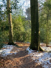 Wanderweg im Wald mit restlichen Schnee im bergischen Land 
