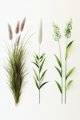 Fototapeta premium Types of grass